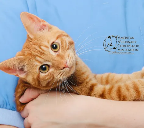 orange cat being held